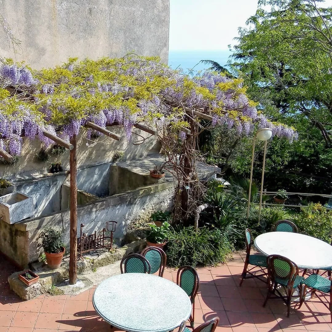 Lo splendore del nostro glicine in fiore 💐
Vi auguriamo una serena Pasqua e speriamo di rivedervi presto ❤🌿
.
.
.
#ilcappero #ilcapperoverezzi #ilcapperoristorante #leterrazzecocktailbar #glicine #infiore #flowers #spring #primavera #pasqua #easter