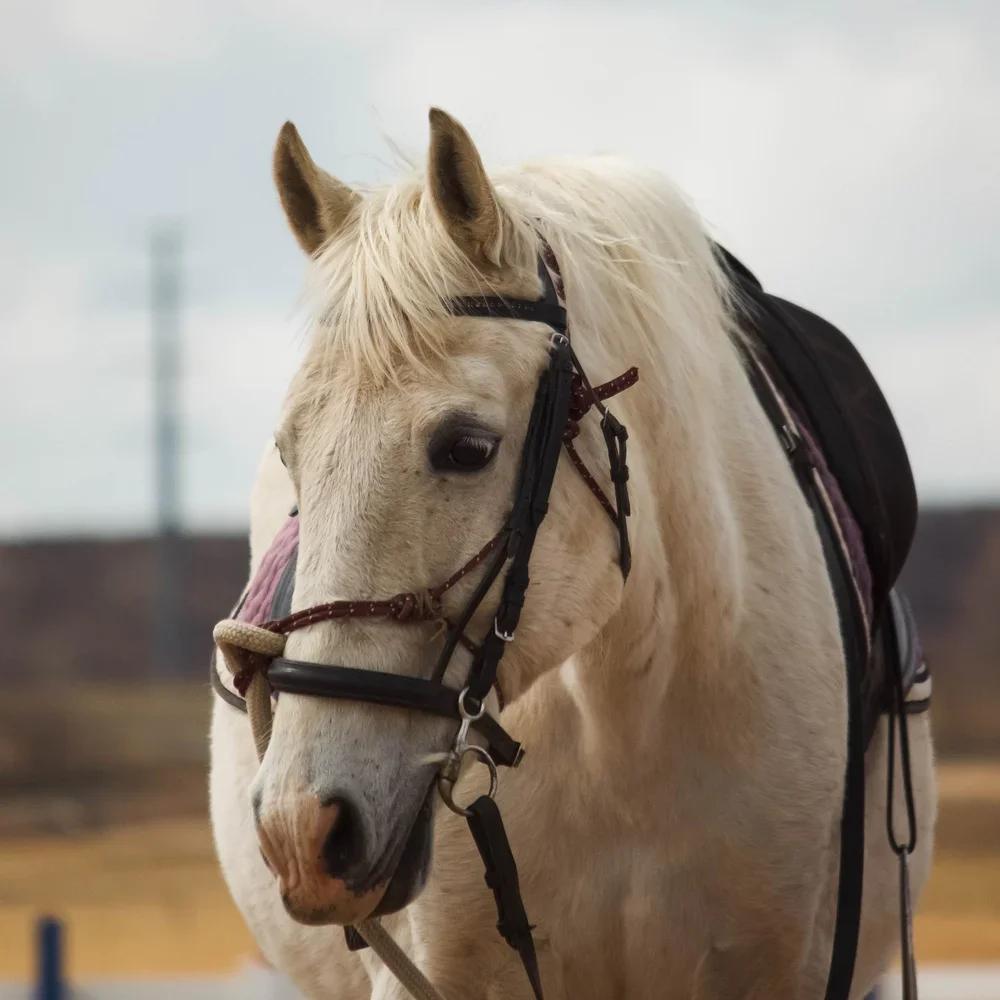 A white horse with a black bridle and saddle standing outdoors on a cloudy day.