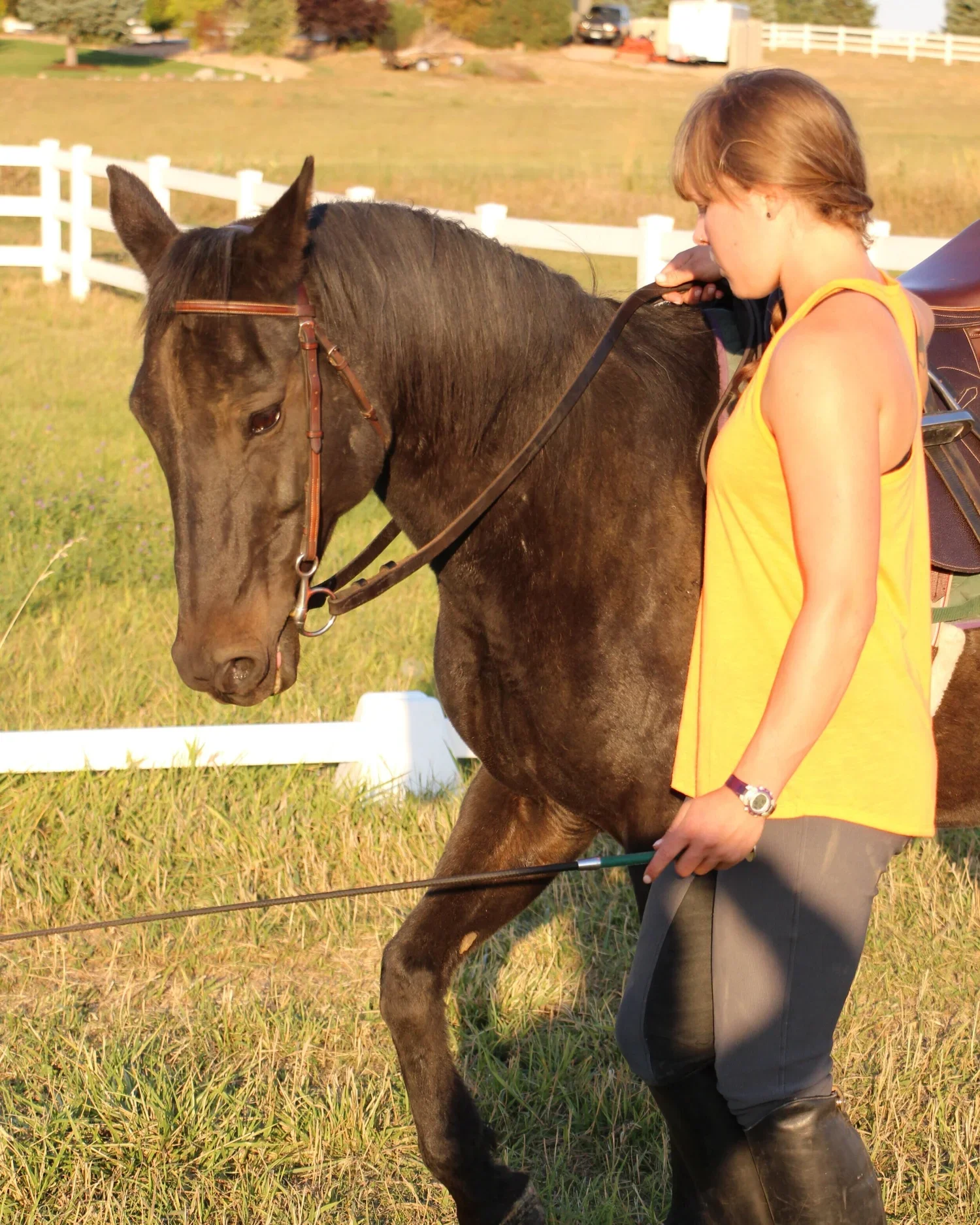 classical dressage groundwork for better posture