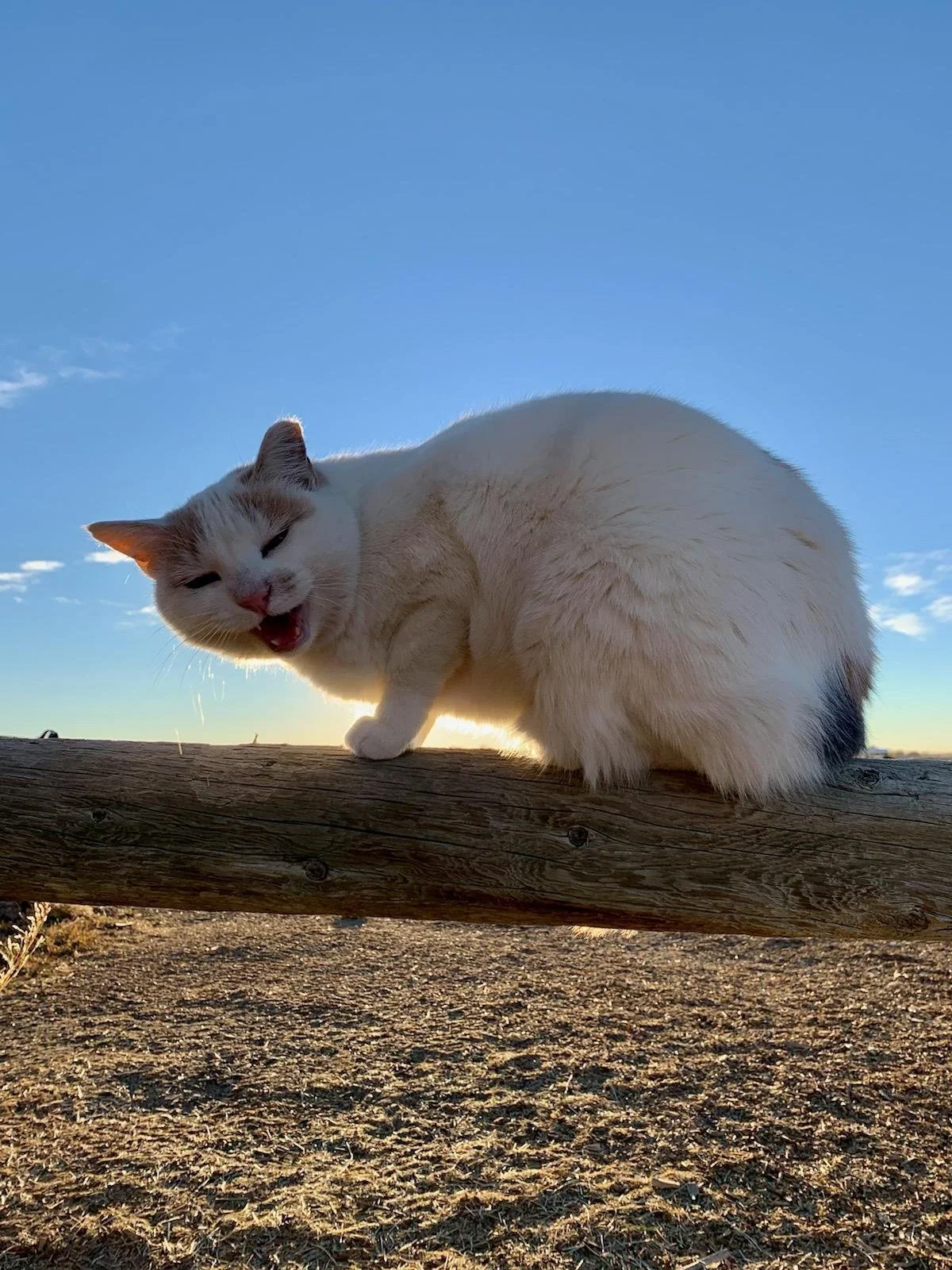 A white cat with a light orange face and ears is sitting on a wooden log outdoors against a blue sky with some clouds, appearing to meow or yawn.