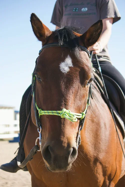 Close-up of a brown horse with a white star-shaped mark on its forehead, wearing a neon green halter, with a rider on its back in an outdoor riding arena.