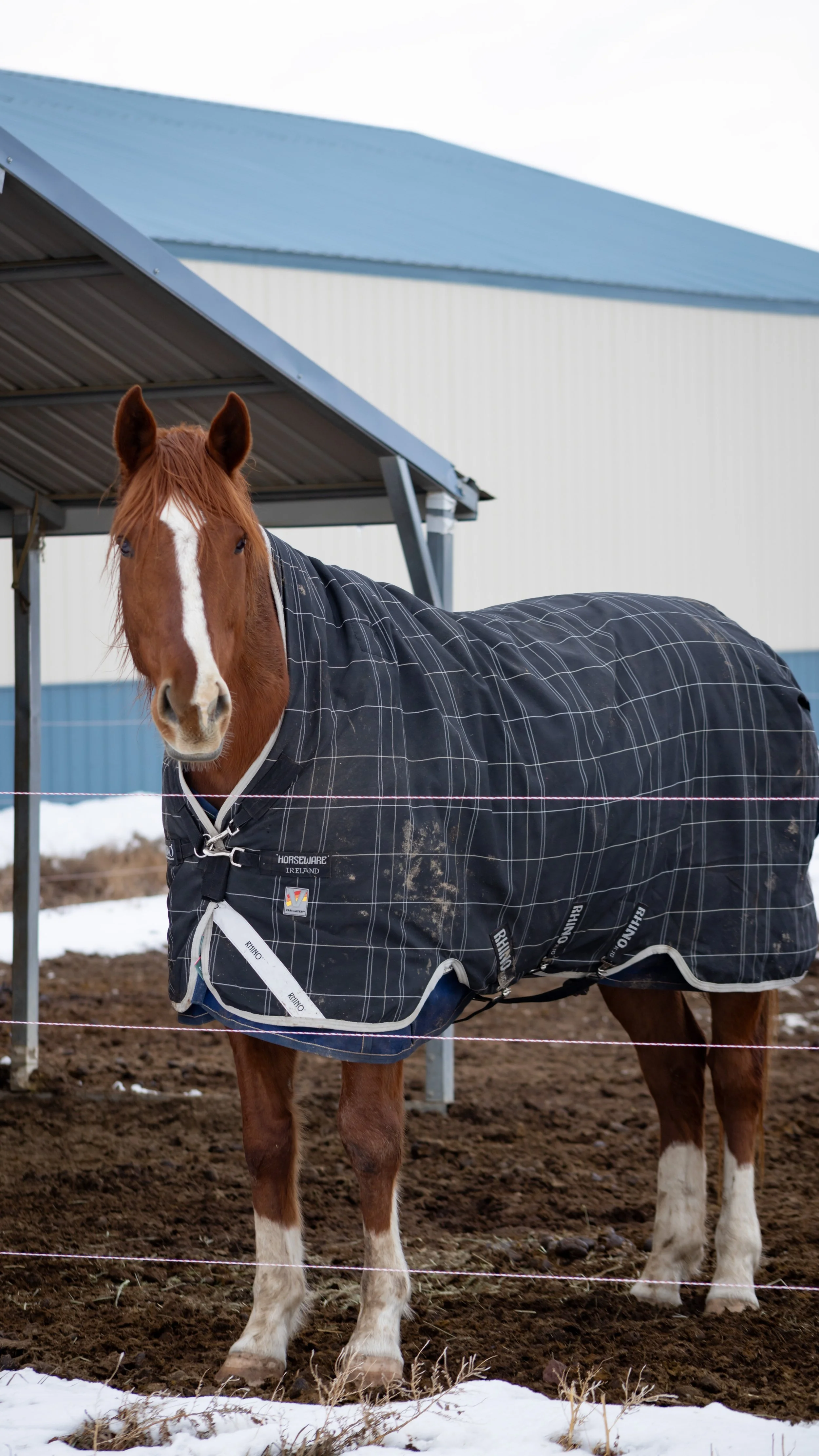 A brown horse wearing a black blanket standing on a muddy farm with patches of snow and blue and white farm buildings in the background.