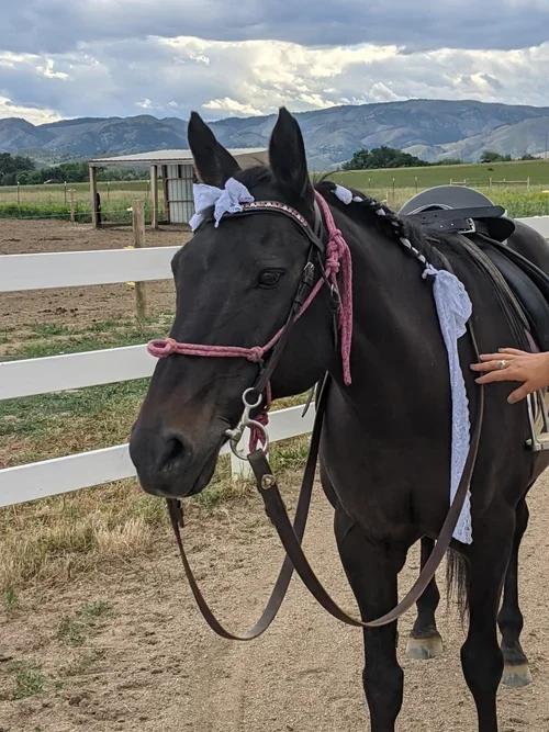 Black horse with braided mane and decorative bow, wearing a saddle and pink halter, standing near a white fence outdoors with mountains and a cloudy sky in the background.
