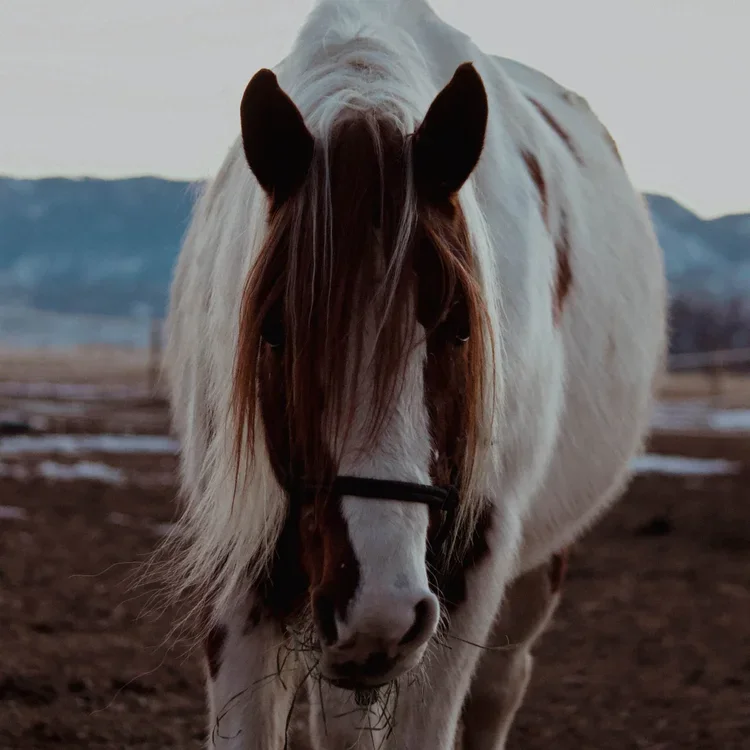 A close-up of a white and brown horse standing outdoors, with a landscape and mountains in the background during sunset or dusk.