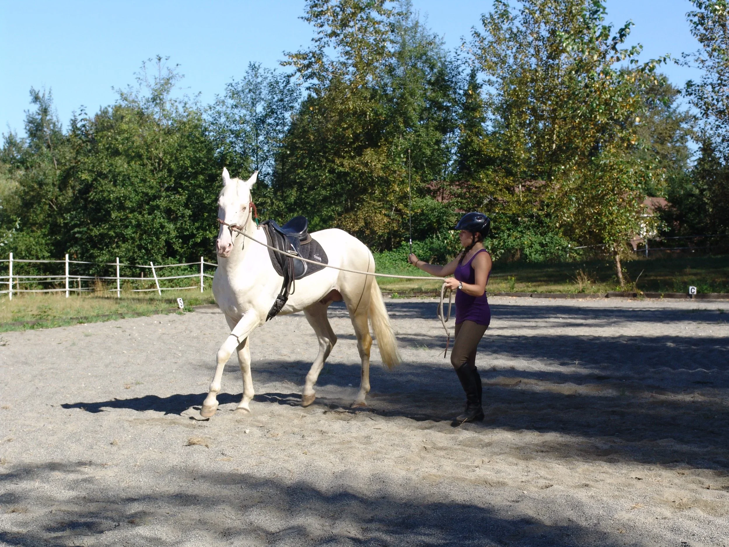 groundwork exercises for horses to build better communication. Learn to train your own horse through work in hand to build a responsive, calm  willing horse.