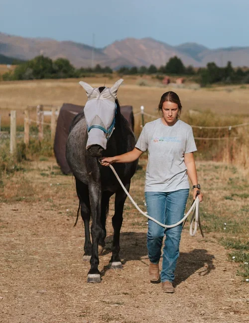 working student program in fort collins colorado. Work at horse barn and receive free lessons from your work.
