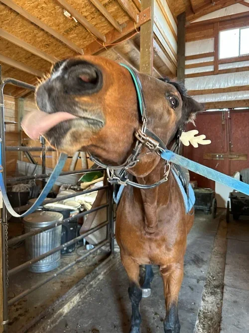 A brown horse sticking out its tongue in a stable with wooden beams and metal fencing.