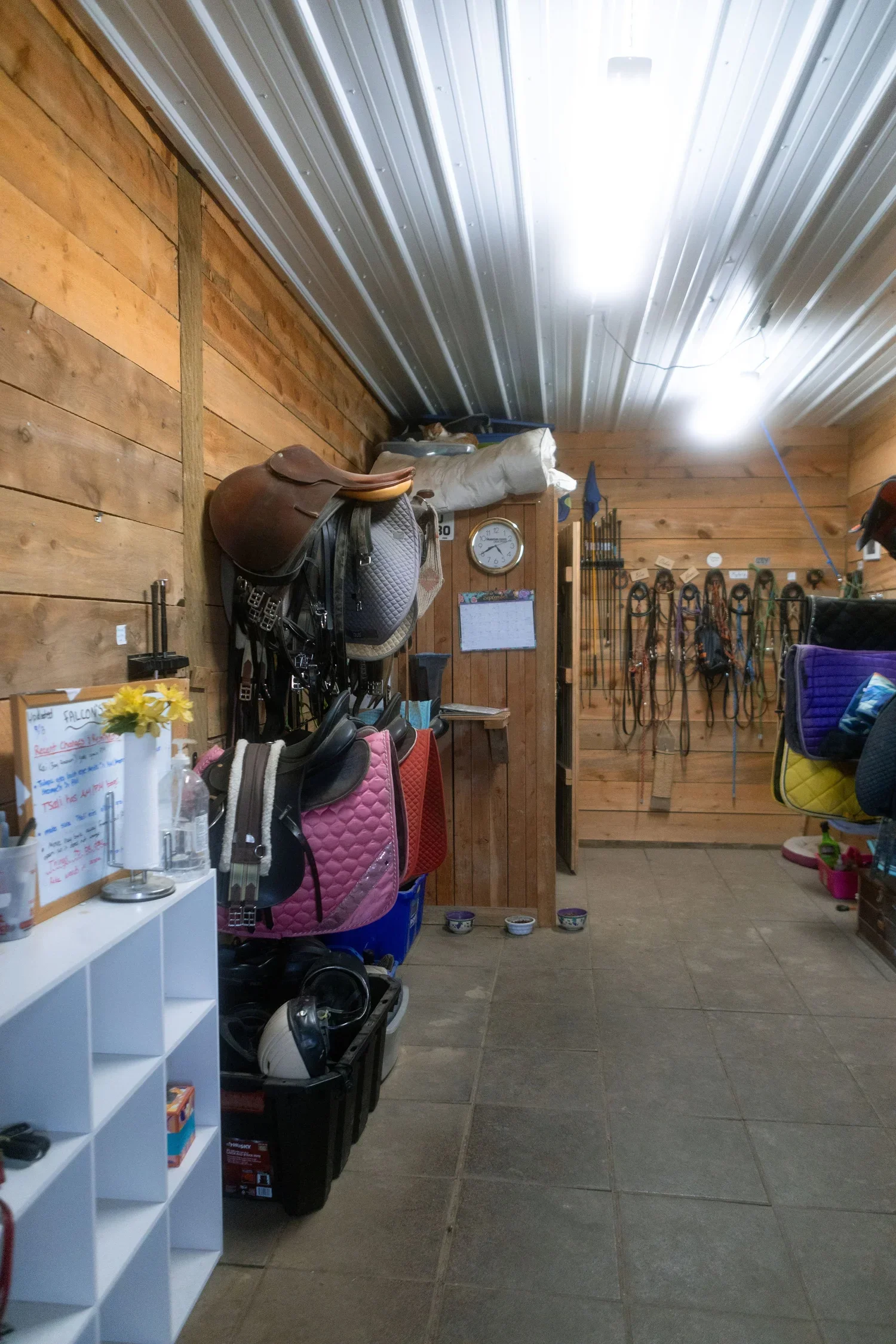 Horse tack and riding equipment hanging on a wooden wall in a barn or tack room.