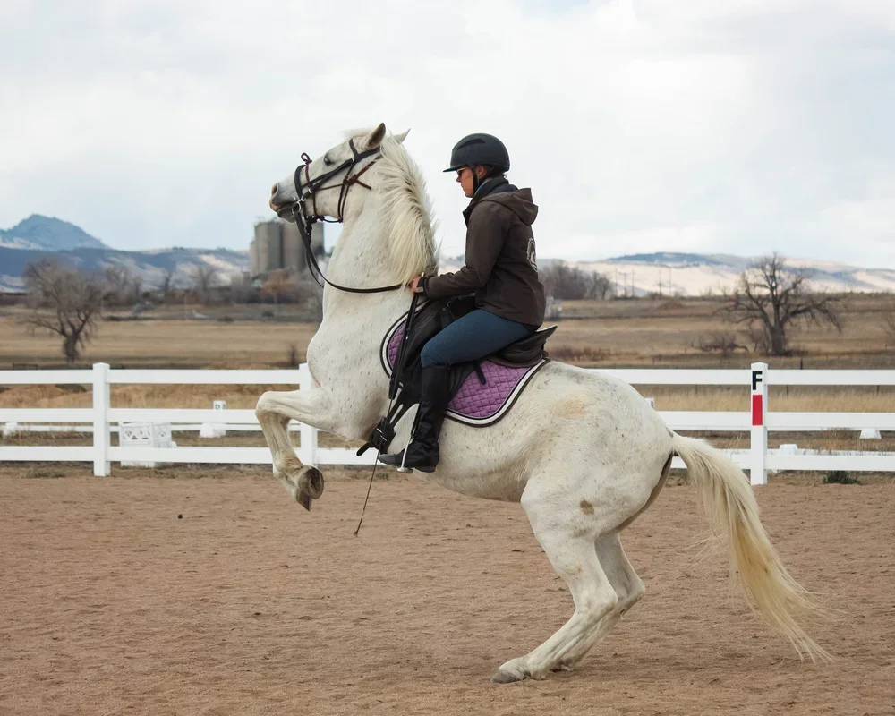 A person riding a white horse rearing up in an outdoor riding arena with a brown dirt surface, white fencing, and a rural landscape with mountains and trees in the background.