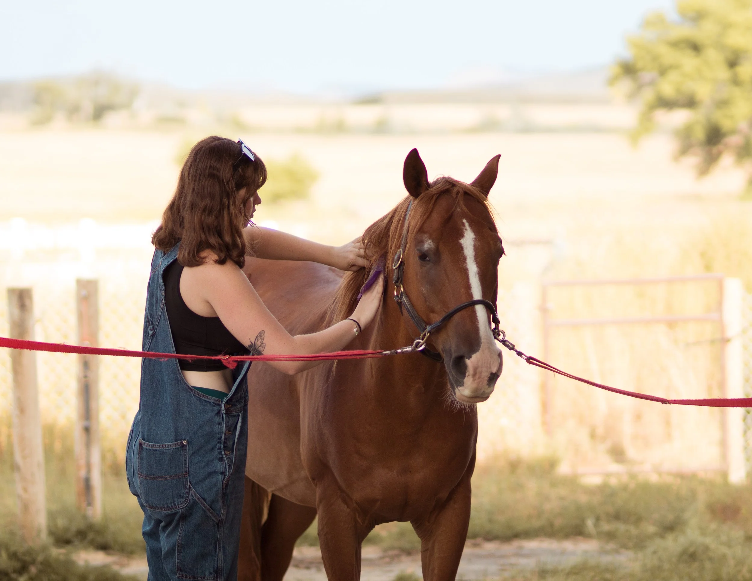 Working student horse program in fort collins and northern colorado area
