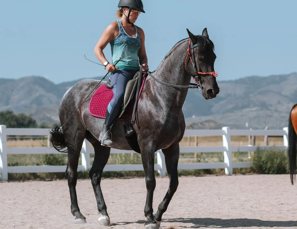 A woman wearing a helmet and purple tank top training a white horse in an outdoor riding arena with trees in the background.