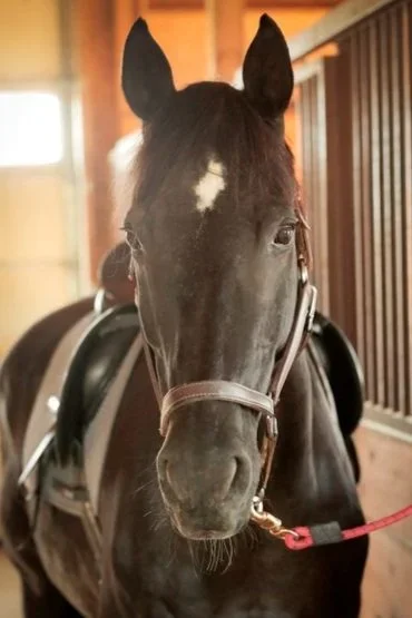 A black horse with a white star-shaped marking on its forehead inside a stable, wearing a saddle and bridle.