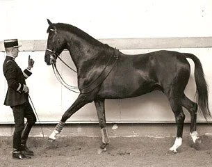 Classical dressage. François Baucher, learn work in hand and the correct techniques to work with horse biomechanics.