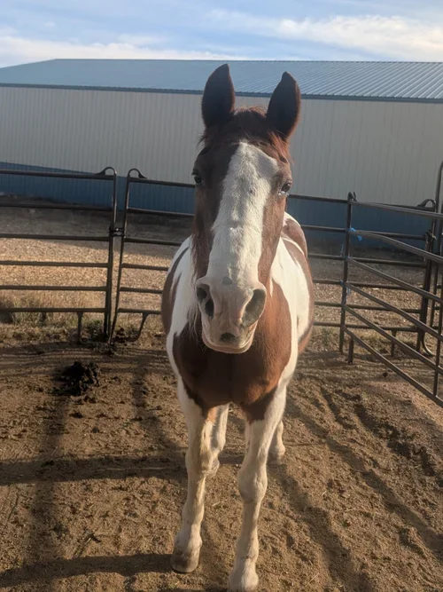 A brown and white horse standing in a fenced outdoor pen with a metal building and sky in the background.