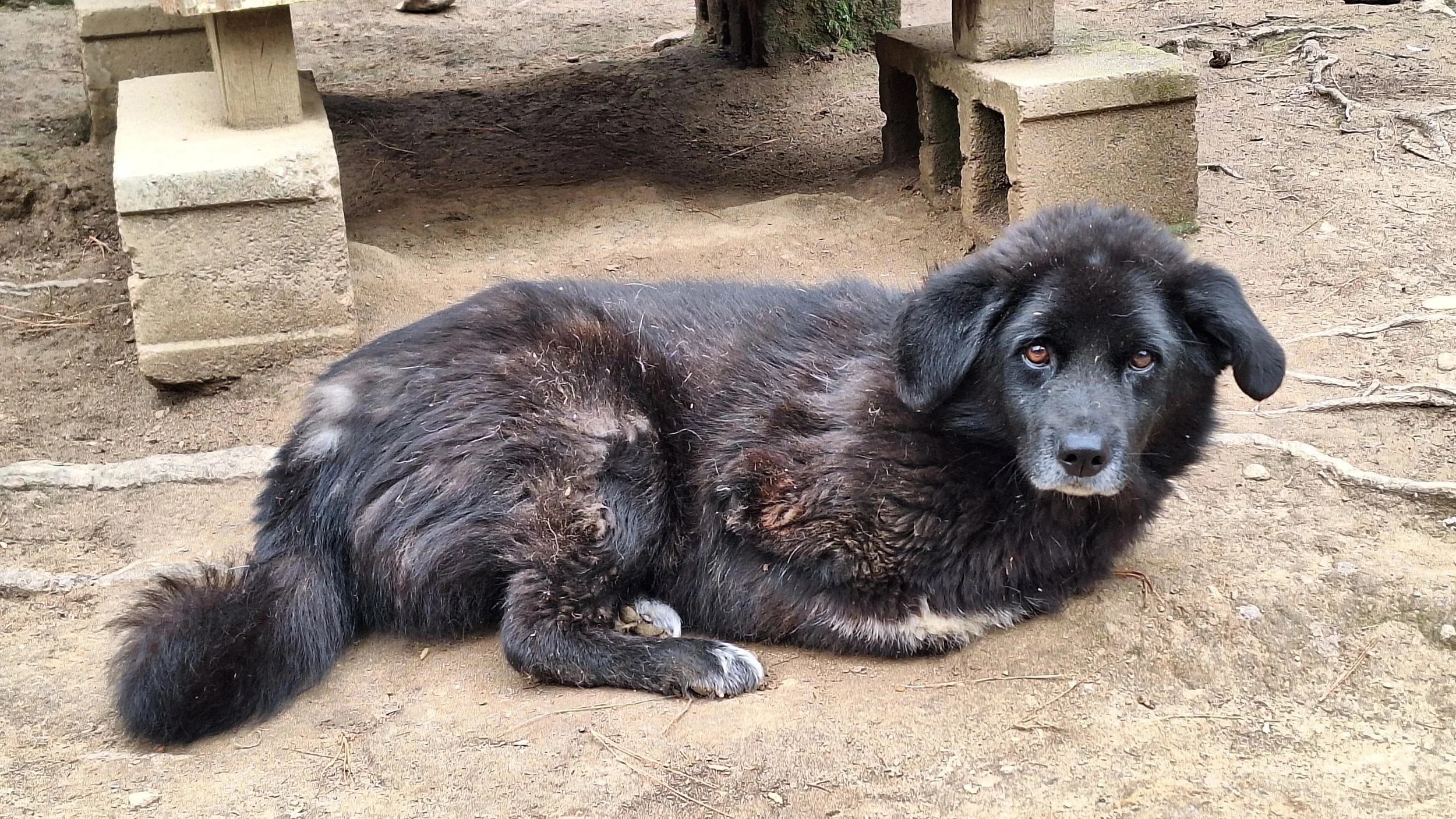 Skippy lying on the ground, coat patchy with healing skin, watching the camera.