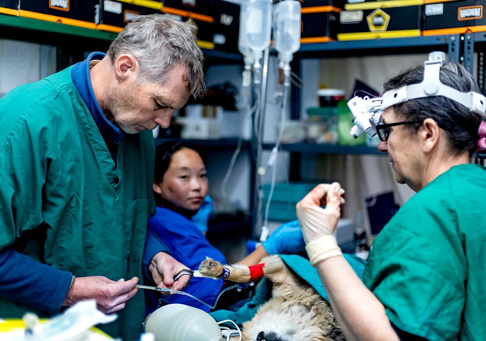 Veterinarians performing surgery on a dog in a veterinary clinic with a young girl observing.
