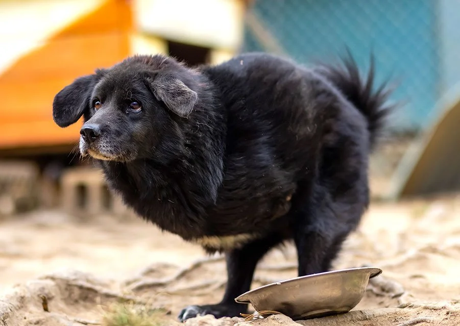 A black dog with a white patch on its chest and sad eyes standing outdoors on dirt with a metal bowl in front of it.