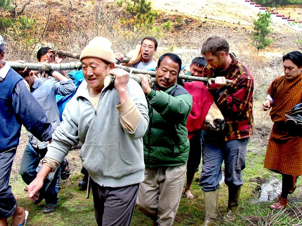 A group of people, including men and women, carrying a large animal, possibly a cow or ox, on their shoulders during outdoor activity in a rural setting with hills and trees in the background.
