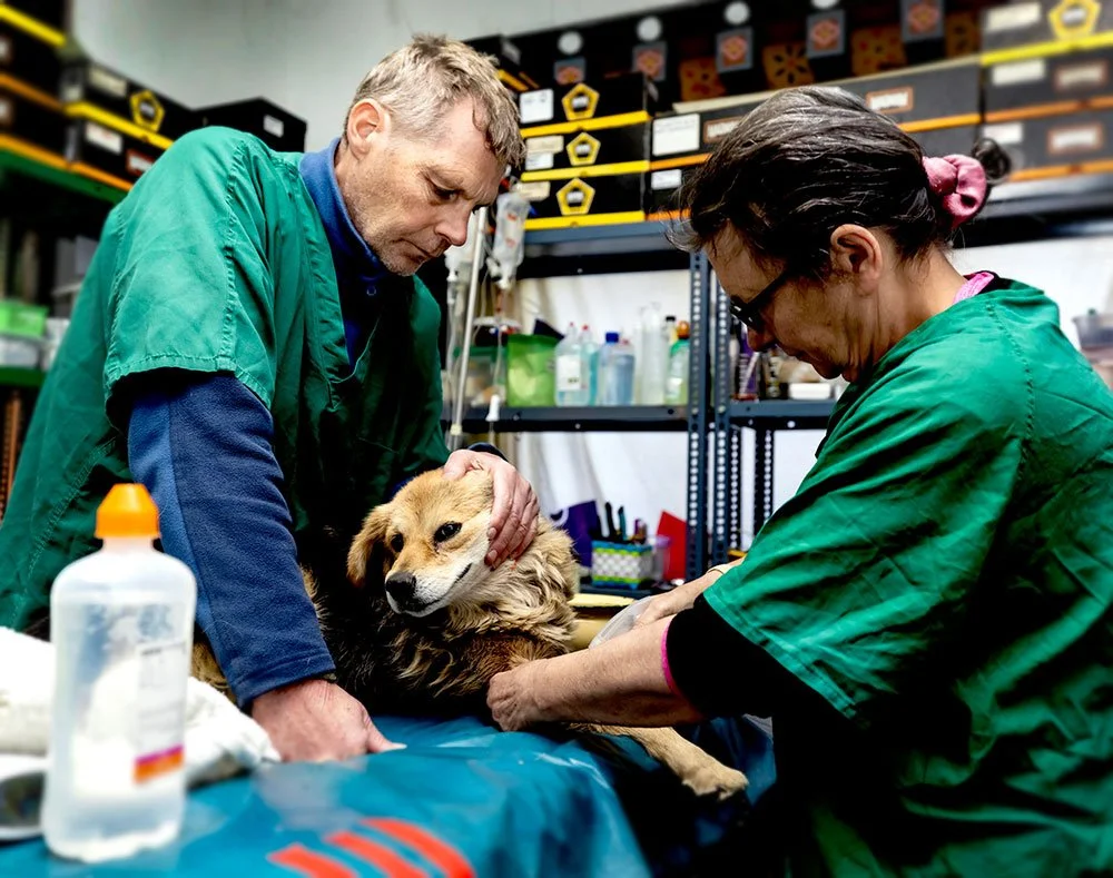 Two veterinarians, one man and one woman, are examining a dog on an examination table in a veterinary clinic. The woman is holding the dog steady while the man gently holds the dog's head. The clinic is equipped with shelves and medical supplies.