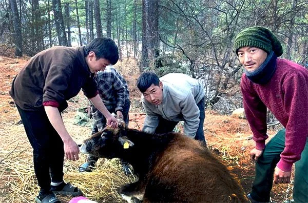 Four men in a forest, three of them looking at and tending to a brown bear, while the fourth man looks at the camera. The men are dressed warmly and the forest has trees and dry ground.
