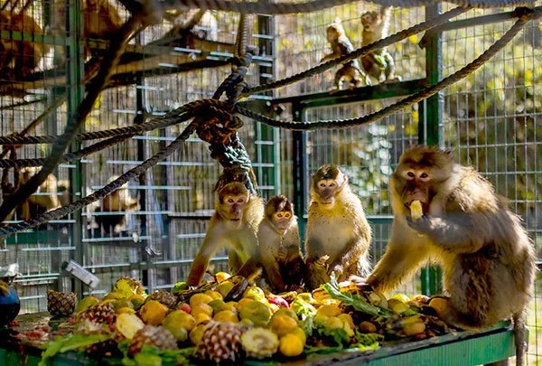 Group of five monkeys inside a cage, sitting among a pile of fruits and vegetables, with some climbing on wooden branches and the cage walls.