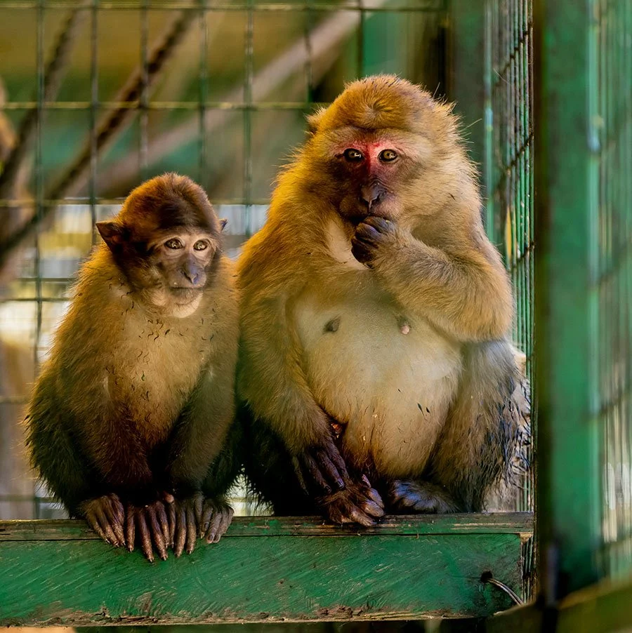 Two monkeys sitting inside a cage, with one appearing to be napping and the other with a hand near its mouth.