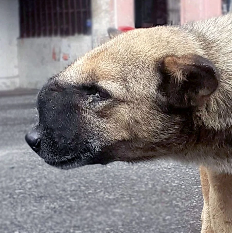 Close-up side view of a dog lying on the ground, appearing to be resting or waiting, with a background of a concrete surface and buildings.