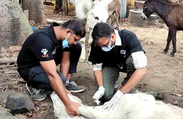 Two people wearing masks and gloves tending to a white animal on the ground, with other animals around them in an outdoor setting.
