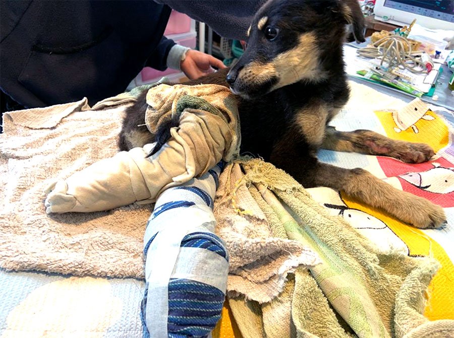 A puppy at a veterinary clinic receiving treatment on its leg, with a veterinarian's hand visible. The puppy is lying on towels and blankets, with medical supplies and equipment in the background.