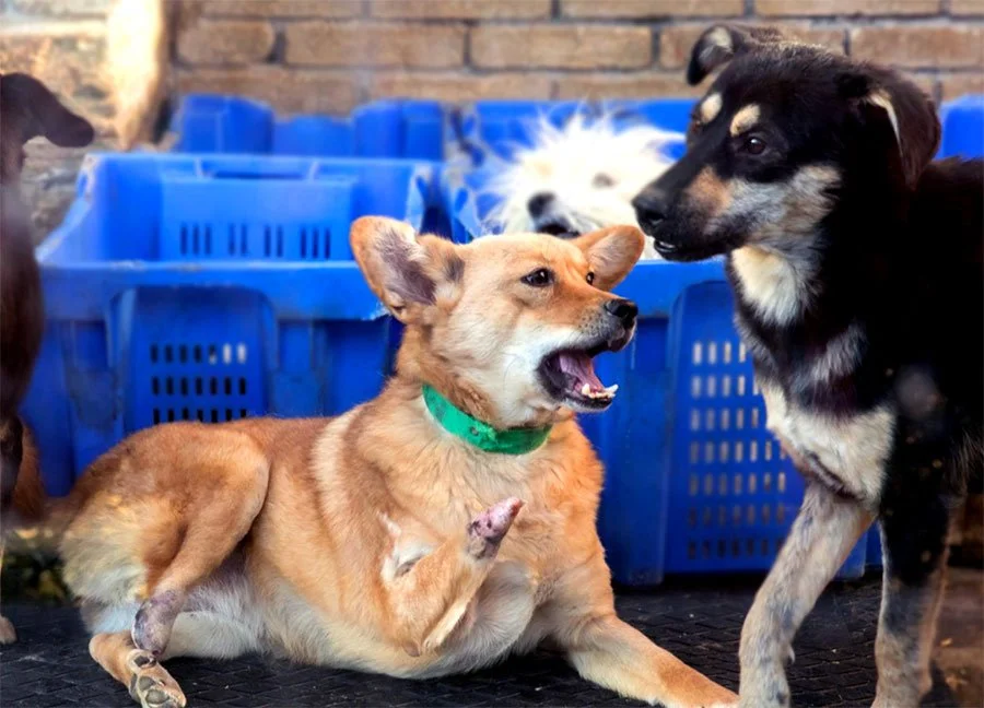 Two dogs, one lying down and barking, and the other standing, facing each other, with another dog resting in a crate in the background.