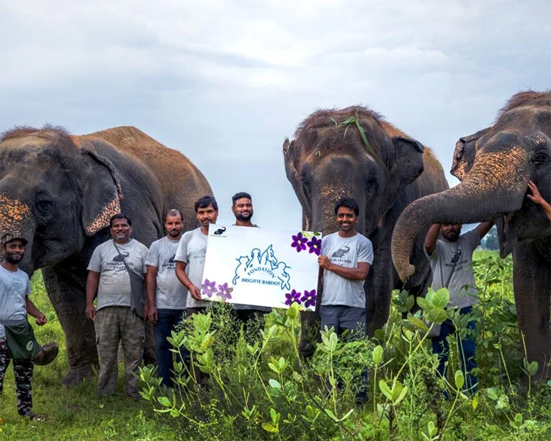 Group of people standing with elephants outdoors, holding a sign that reads "Brigitte Bardot Foundation" with flowers.