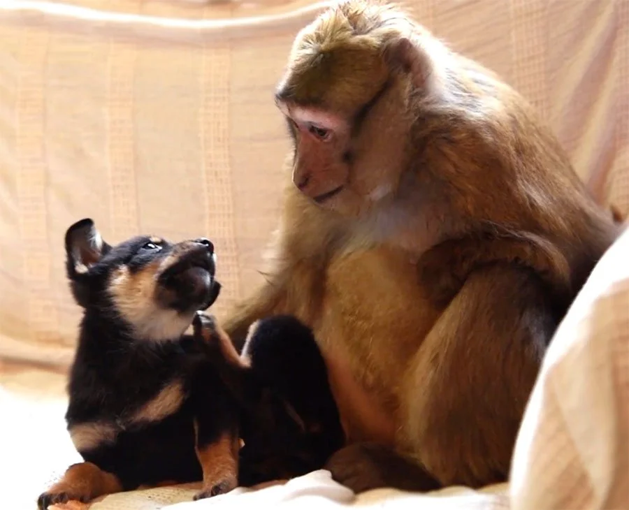 A small puppy and a baby monkey sitting on a bed, looking at each other.
