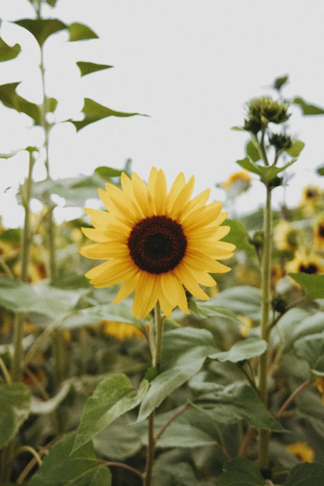 The Vault Stock -11537.jpg