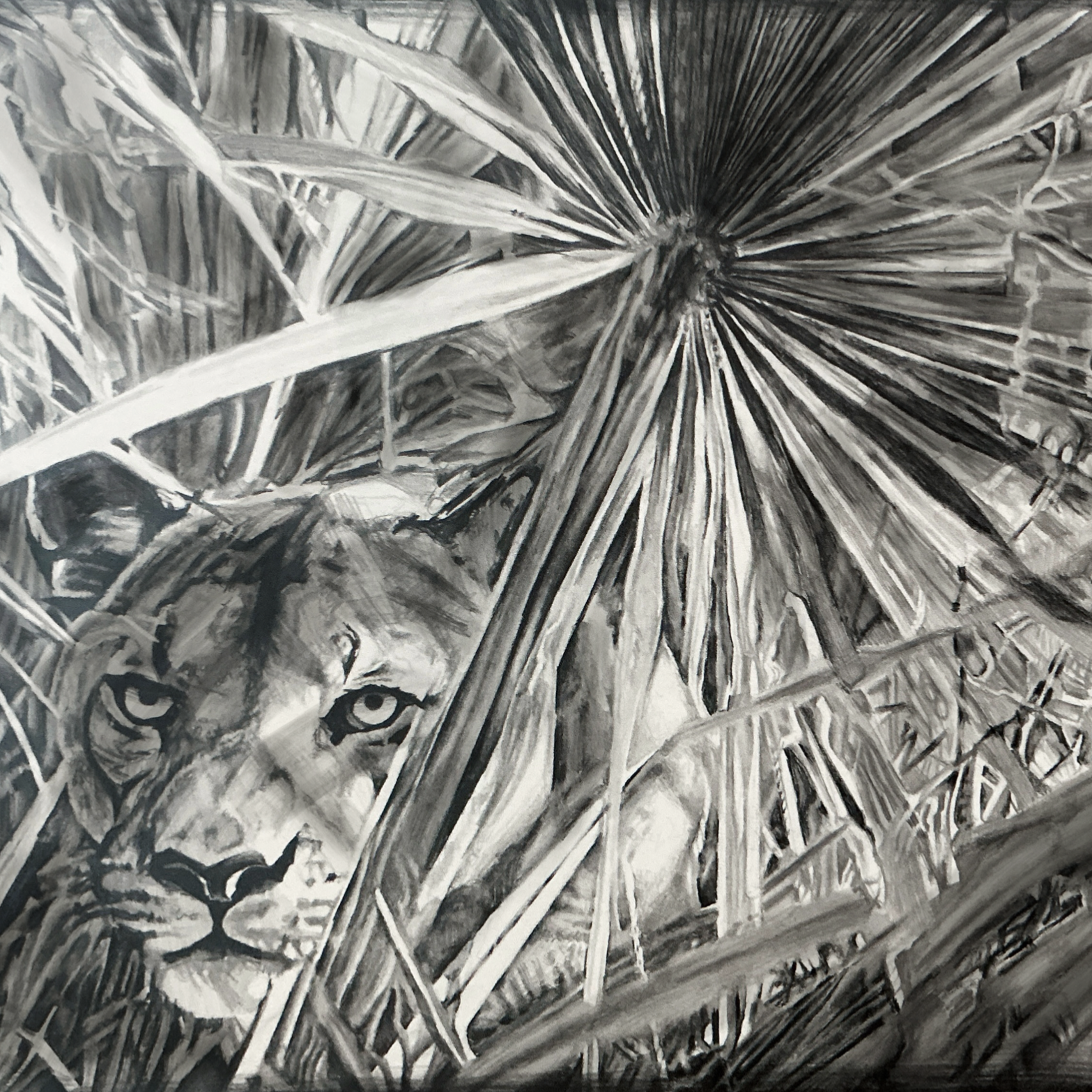 Vanishing Wild ▪️
Endangered Wildlife of North America