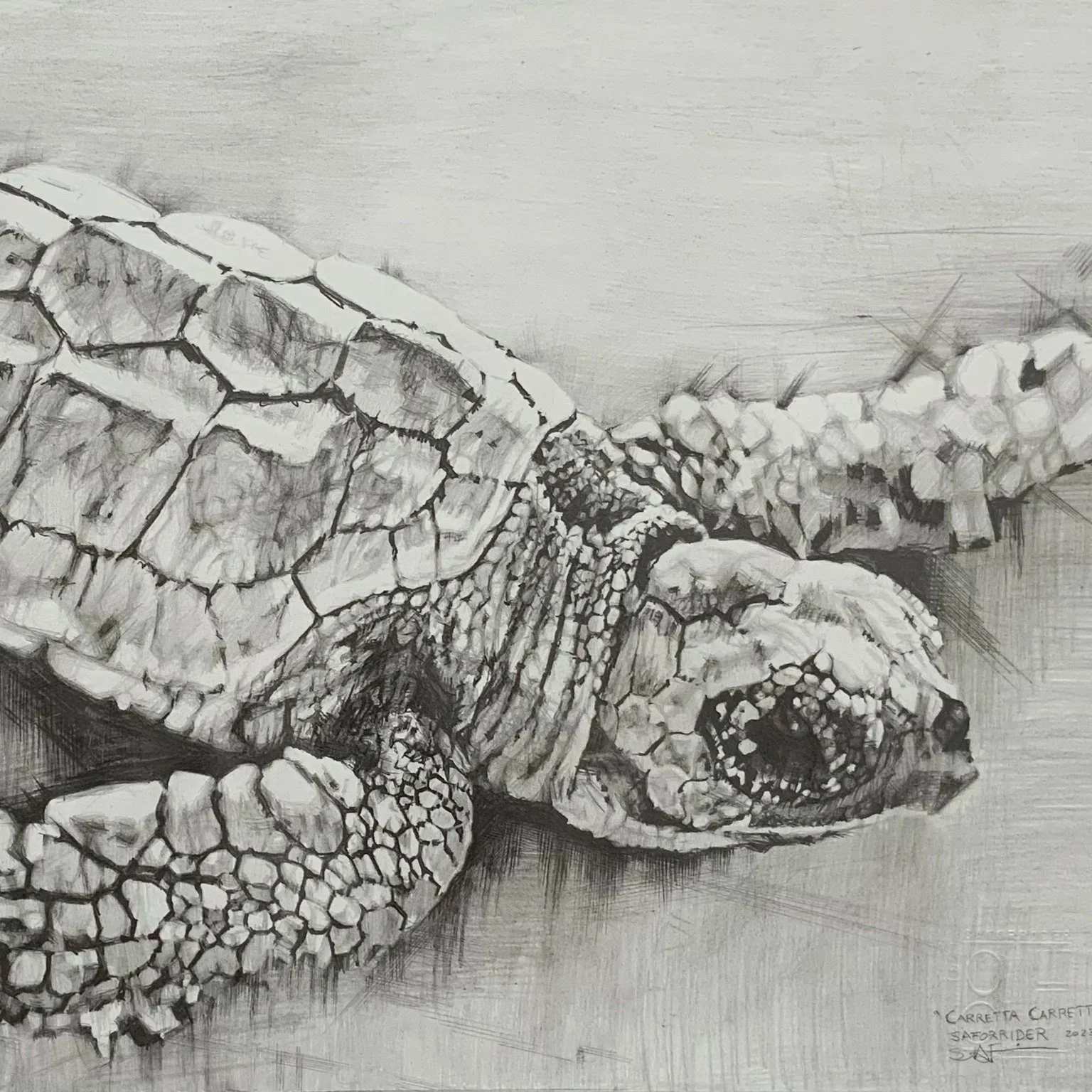 Florida Coast ▪️
Marine & Coastal Wildlife 