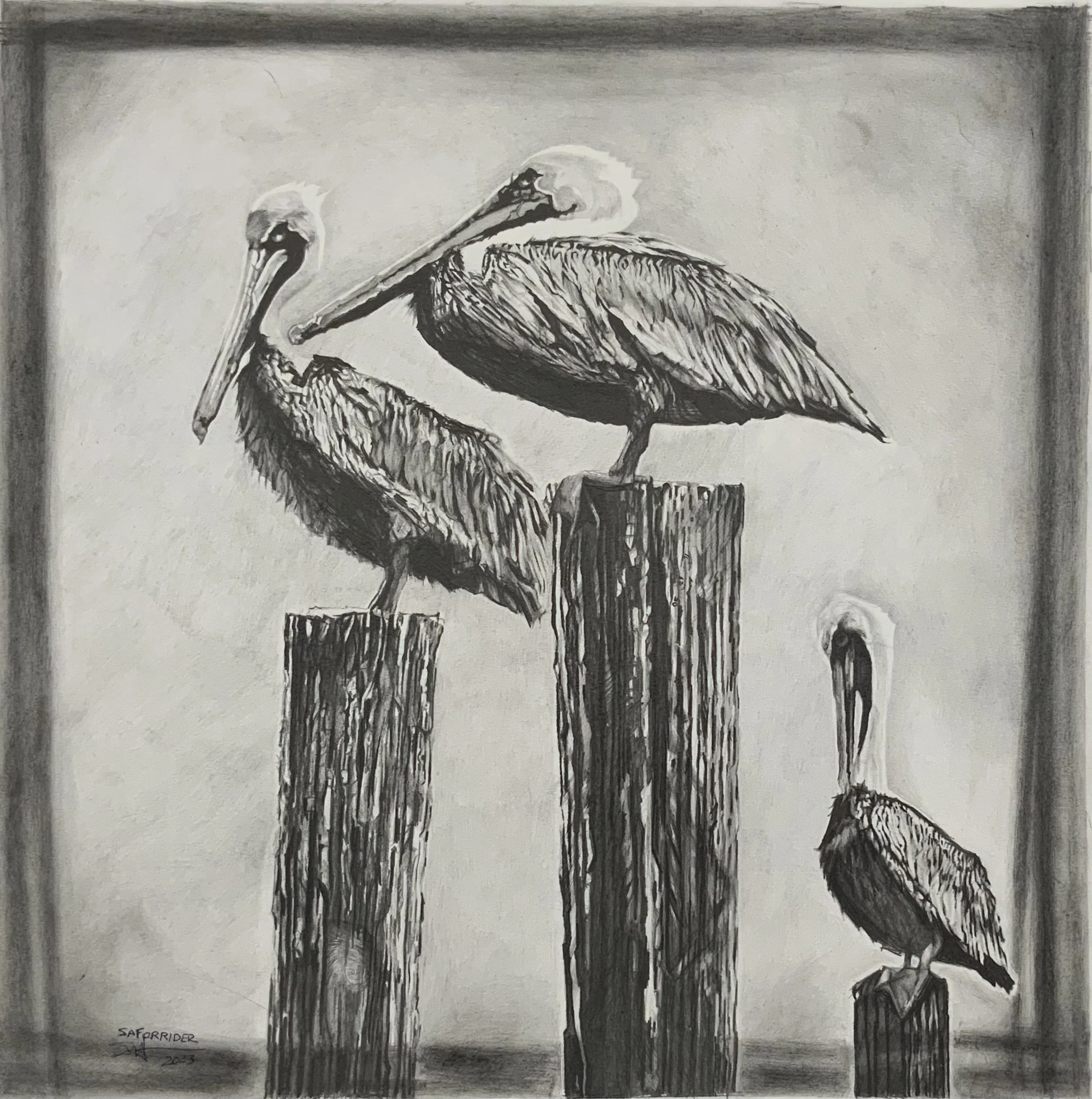 Wild Florida ▪️
Native Wildlife of Florida 