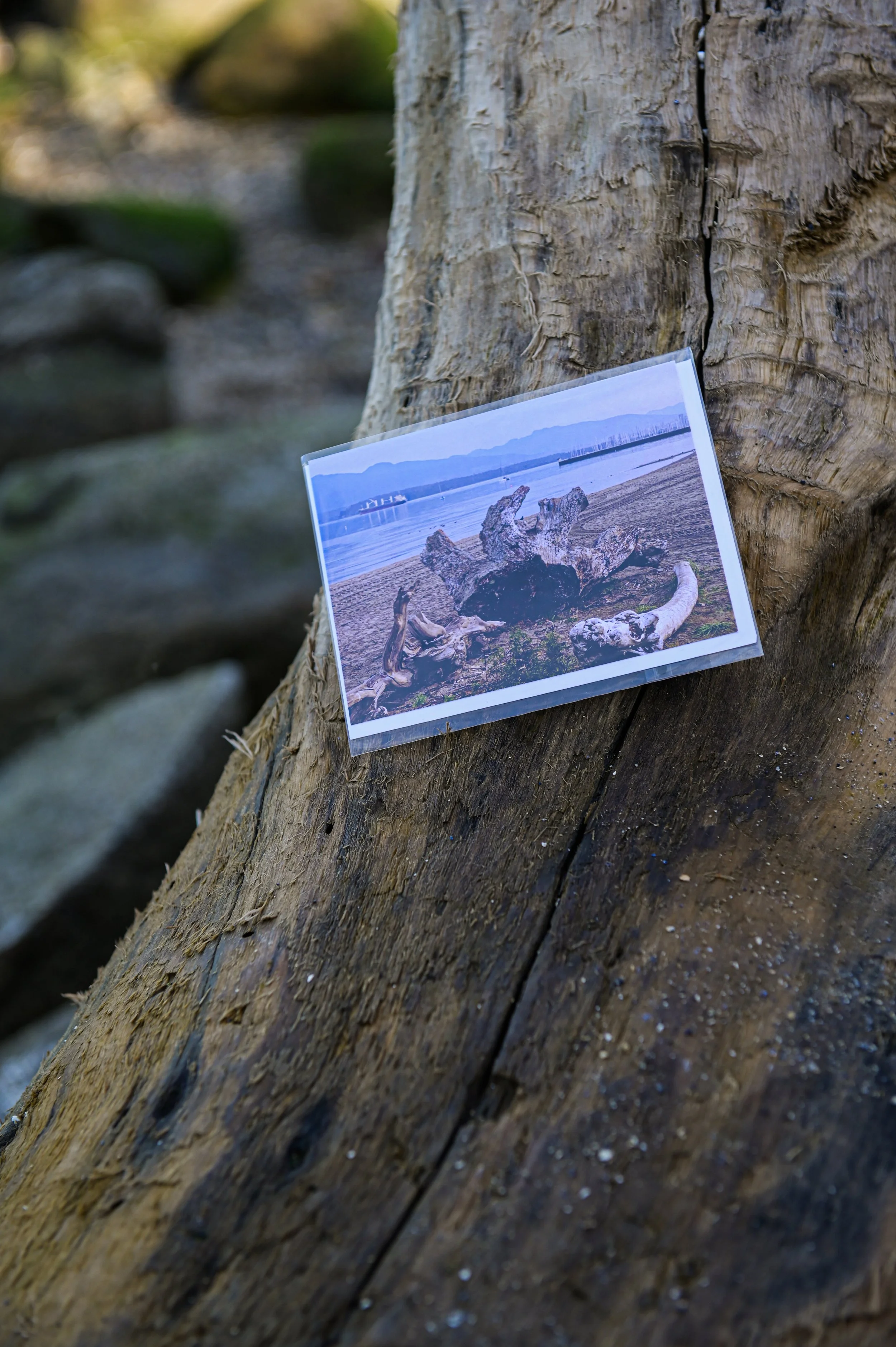 A photograph of a weathered tree trunk with a printed photo of a beach scene attached to it.