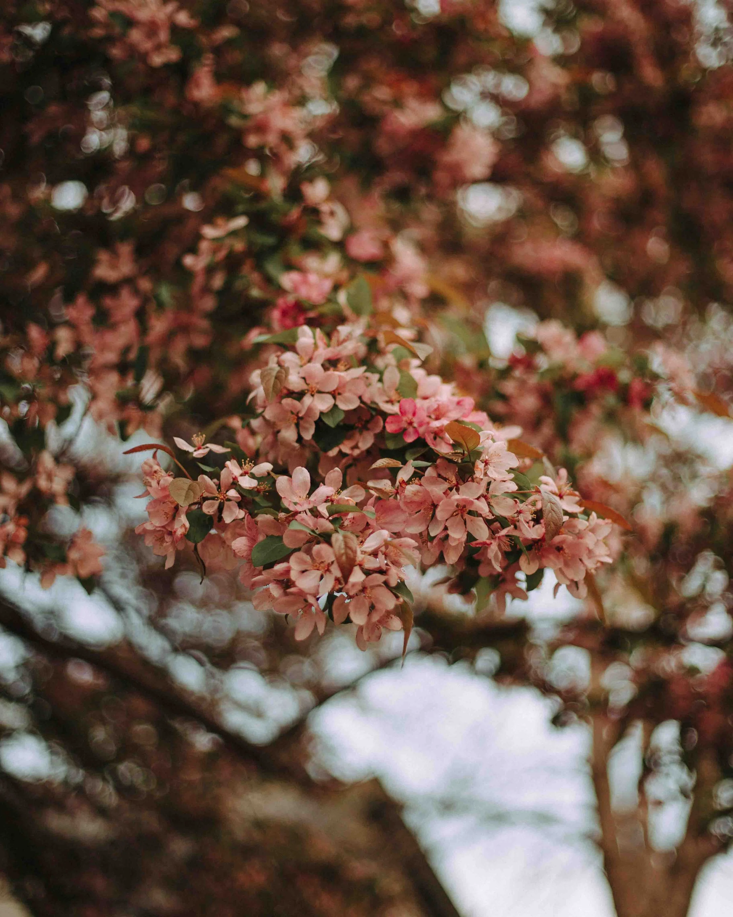 SG25_Springtime-On-The-Hill-25.jpg