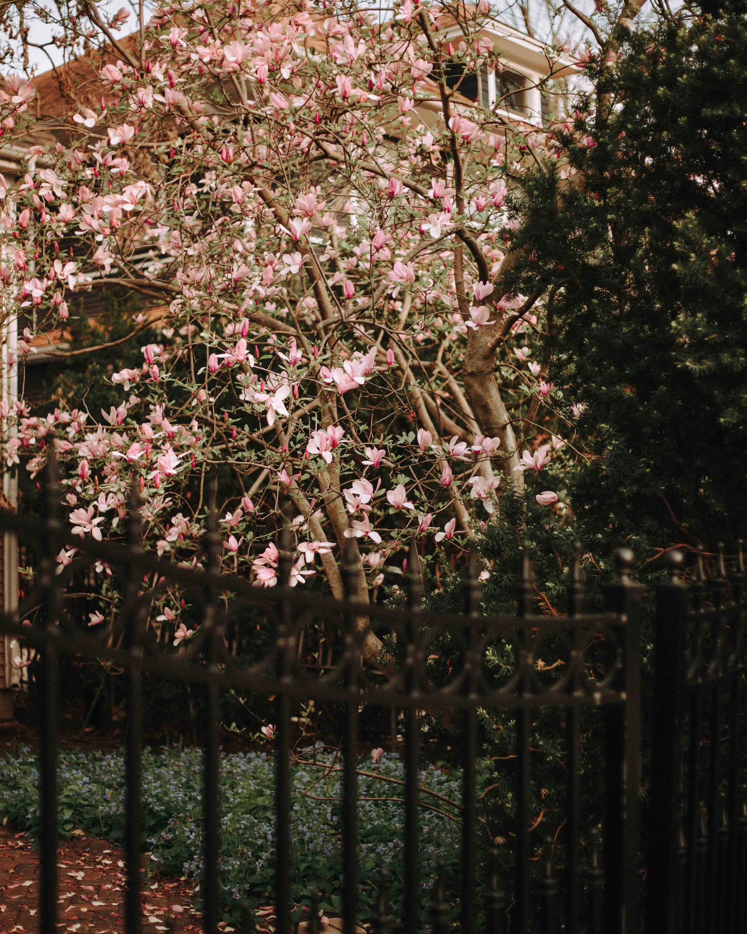 SG25_Springtime-On-The-Hill-24.jpg