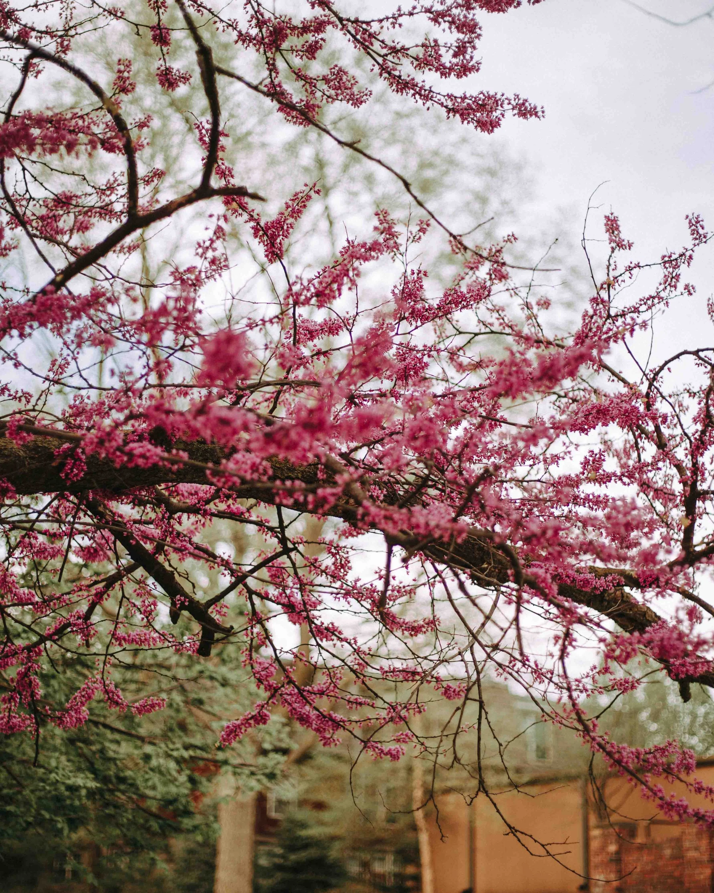 SG25_Springtime-On-The-Hill-12.jpg
