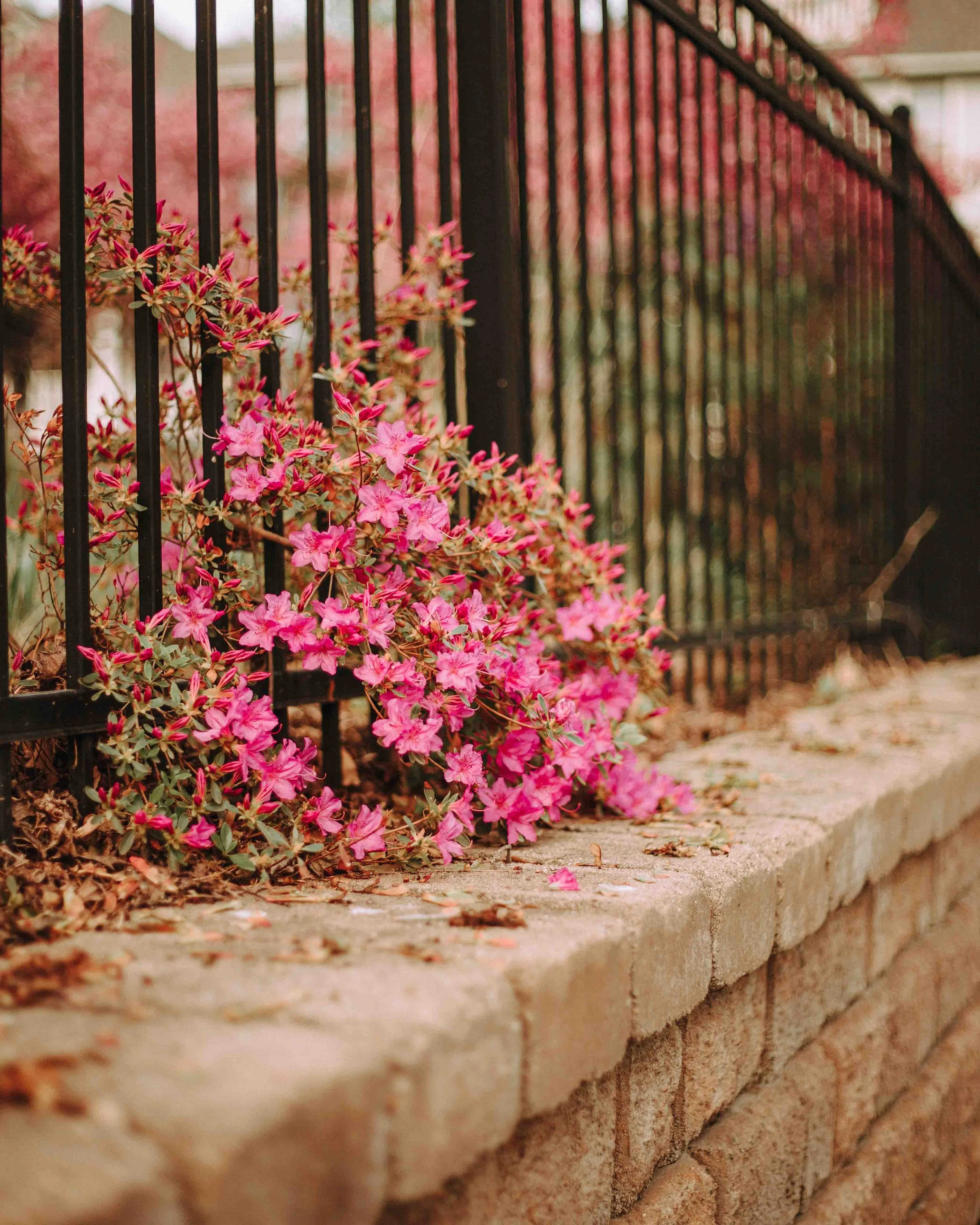SG25_Springtime-On-The-Hill-18.jpg