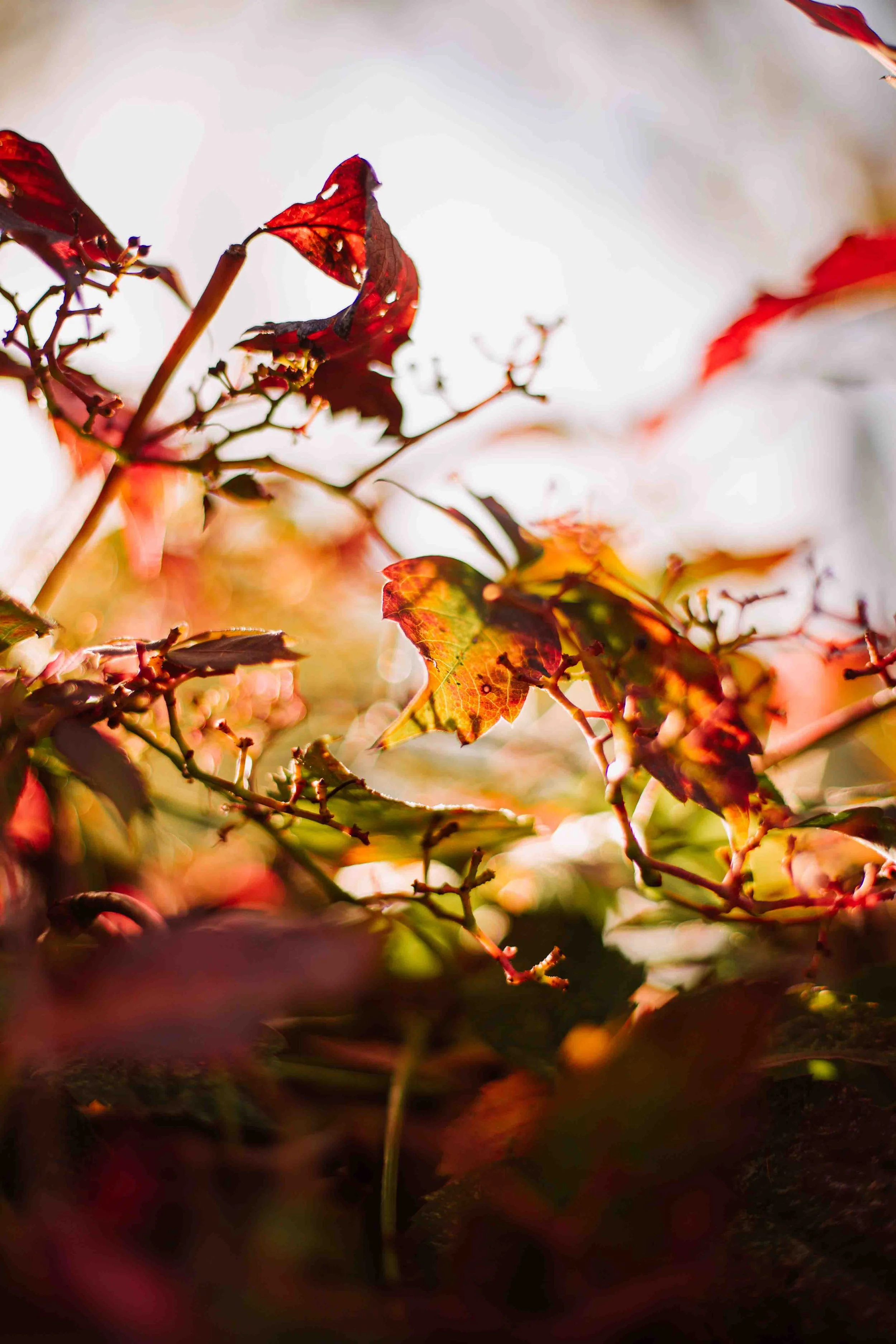 SG24_Fall-Colors-23.jpg