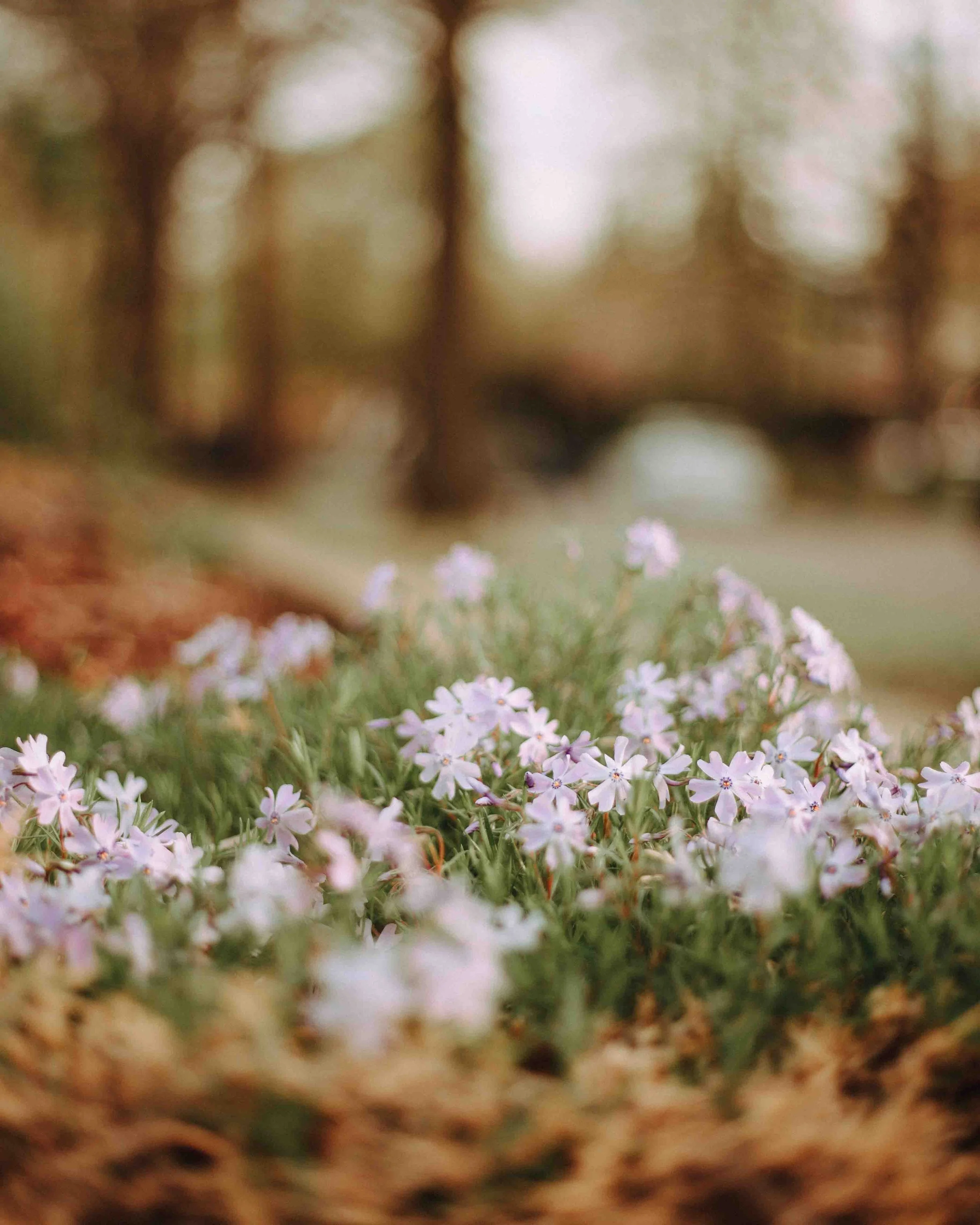 SG25_Springtime-On-The-Hill-19.jpg