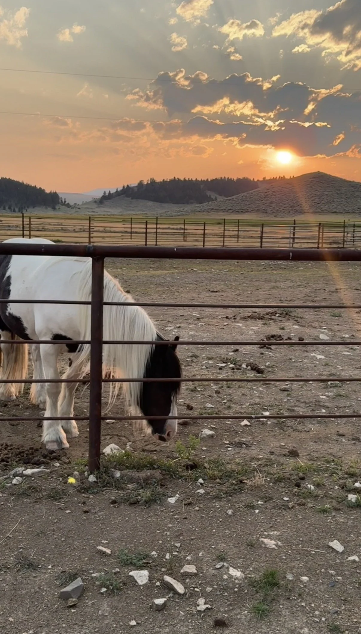 Horse in photo mother hunger retreat