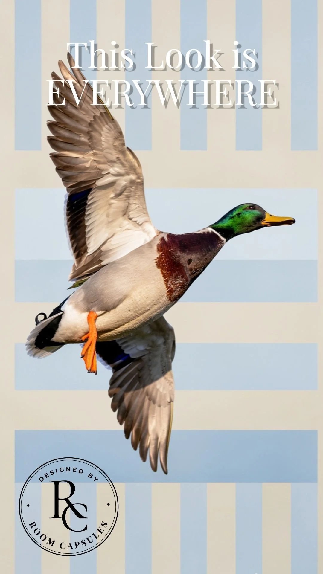 Coastal Ducks