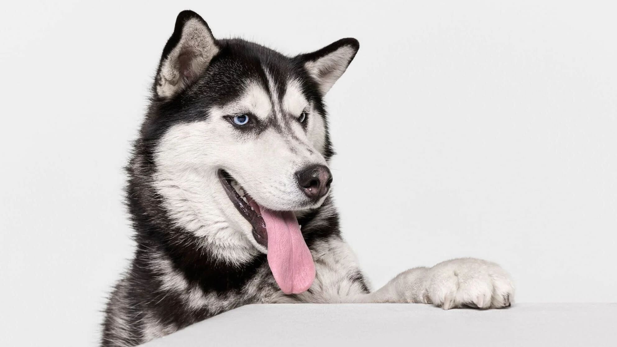 Husky_LRG_169_RATIO.jpg