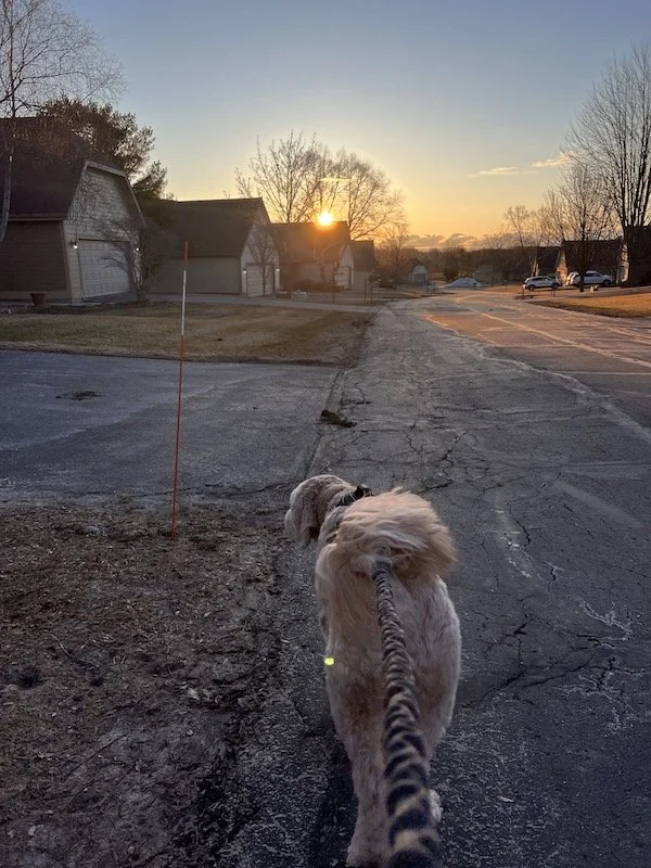 5 Things I Swear By for Our Morning Walks with Willow