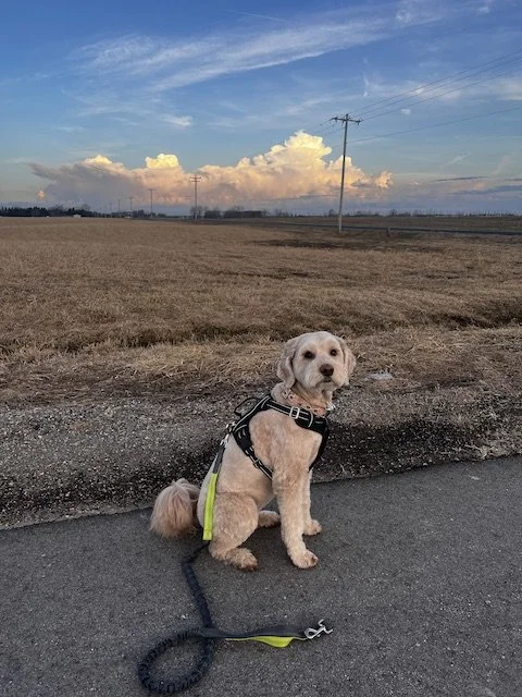 Willow the goldendoodle wearing her harness ready for her morning walk