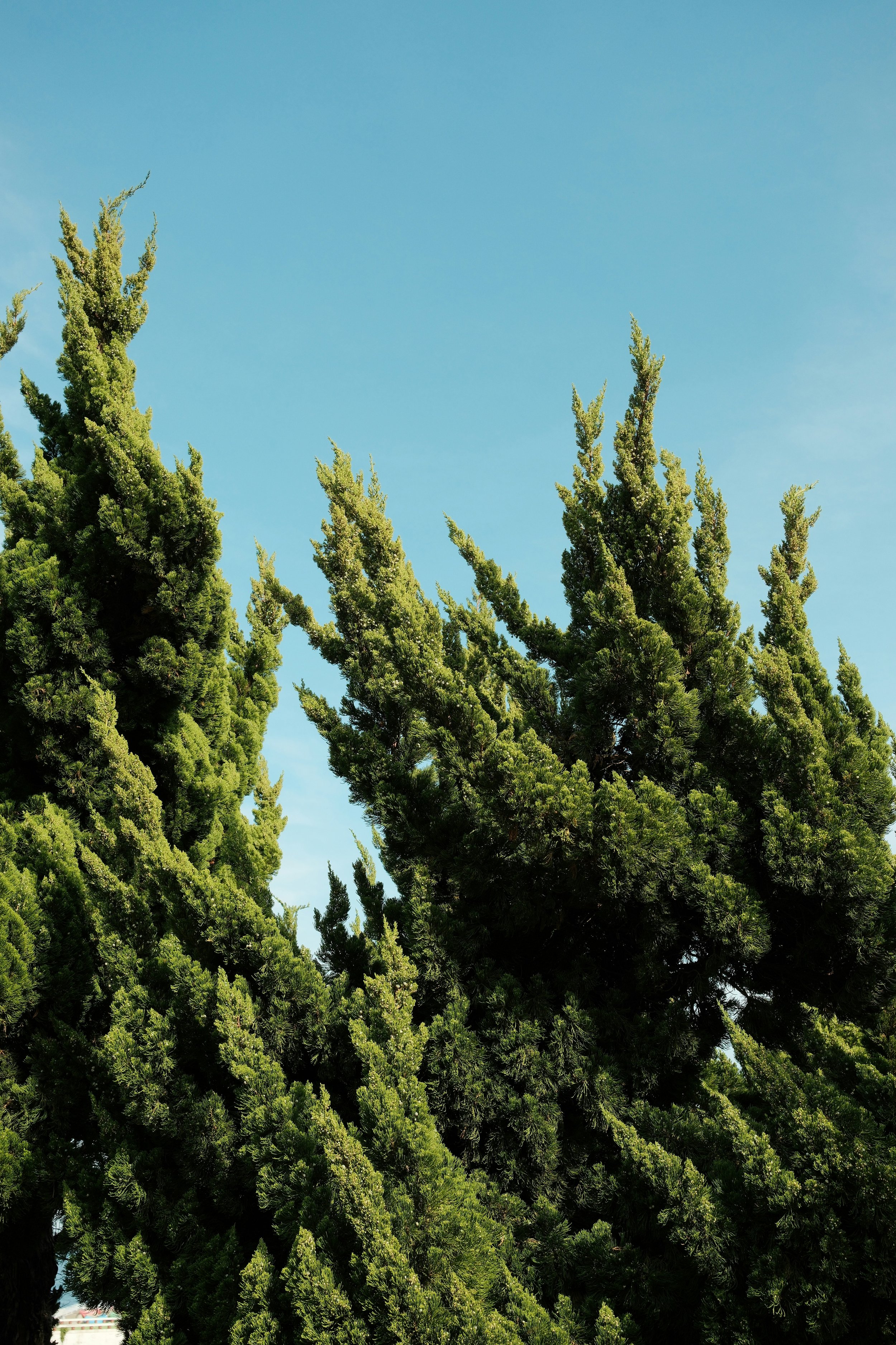 If Trees Could Talk, ‘Wonder What They’d Say?‍ by Elizabeth Bryant | Fiction