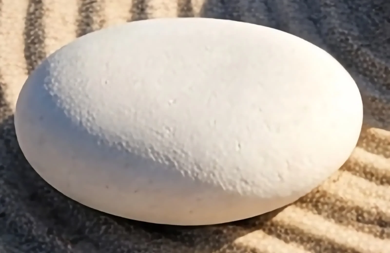 Round Rock Big Coral